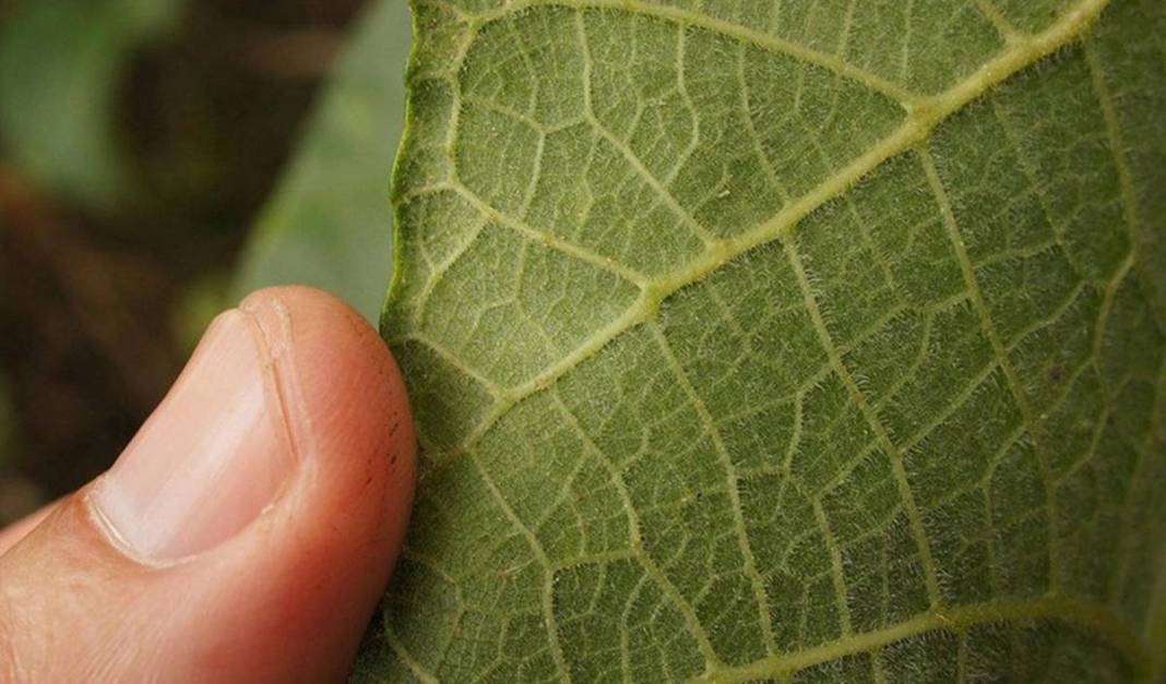 Ormanda yürüyüş yapanlar dikkat: Bu bitkiye dokunan iki gün içinde ölüyor! Ele geçirilen bitkiler kafeste tutuluyor 4
